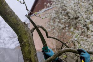 Bonus Reason Why Early Spring is Best Time to Gather Firewood